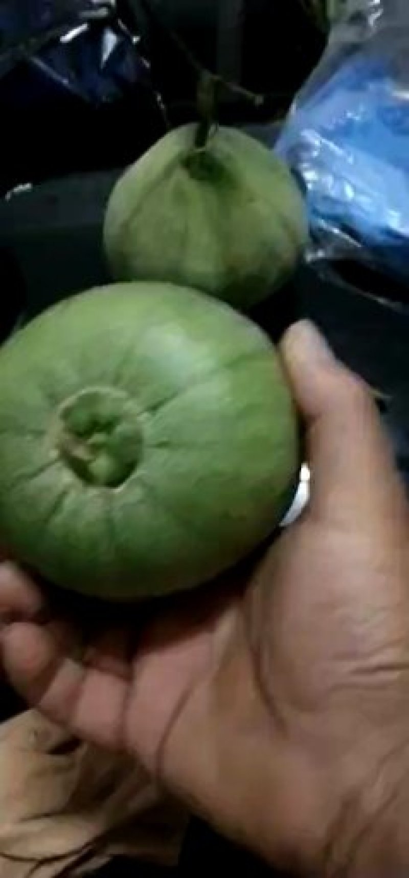 绿宝甜瓜1斤以上