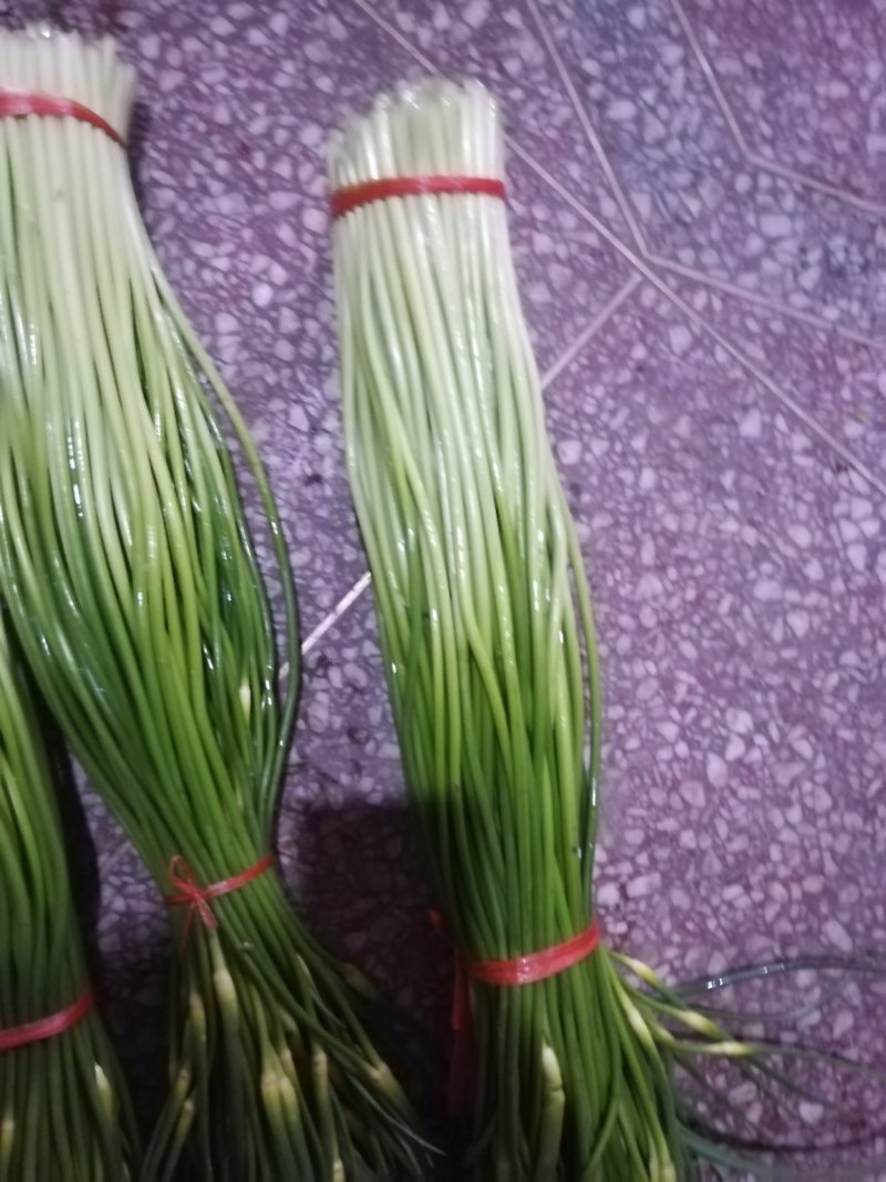 白帽蒜苔，条直，条嫩，大小圴匀，通货50~60cm