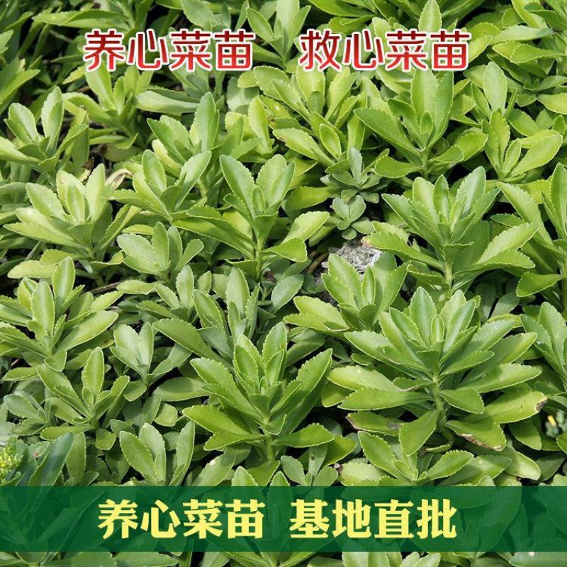 高钙菜救心菜种苗养心菜费菜金不换100起批包邮