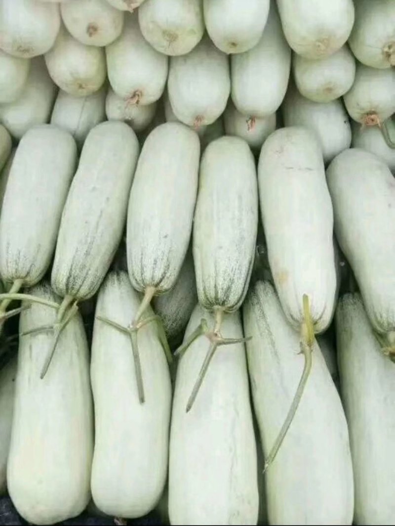 山东聊城莘县香瓜甜瓜博洋六一博洋九号大量上市
