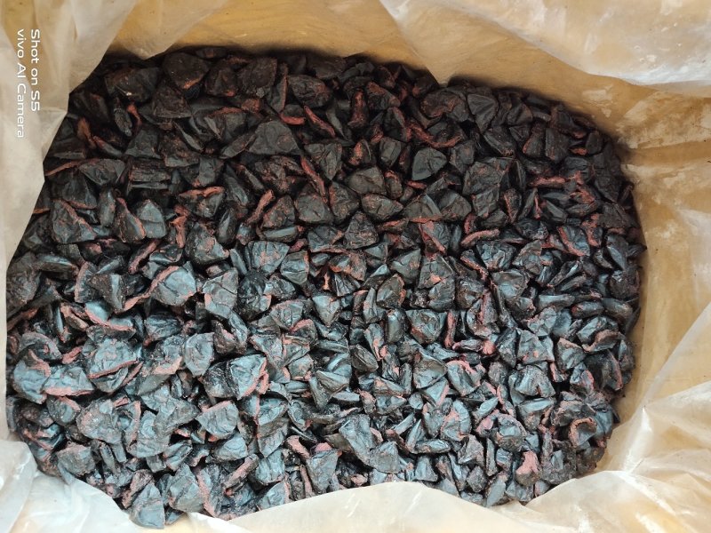 大量供应信宜油榄角干多种级别乌榄角农家自产咸香榄角干
