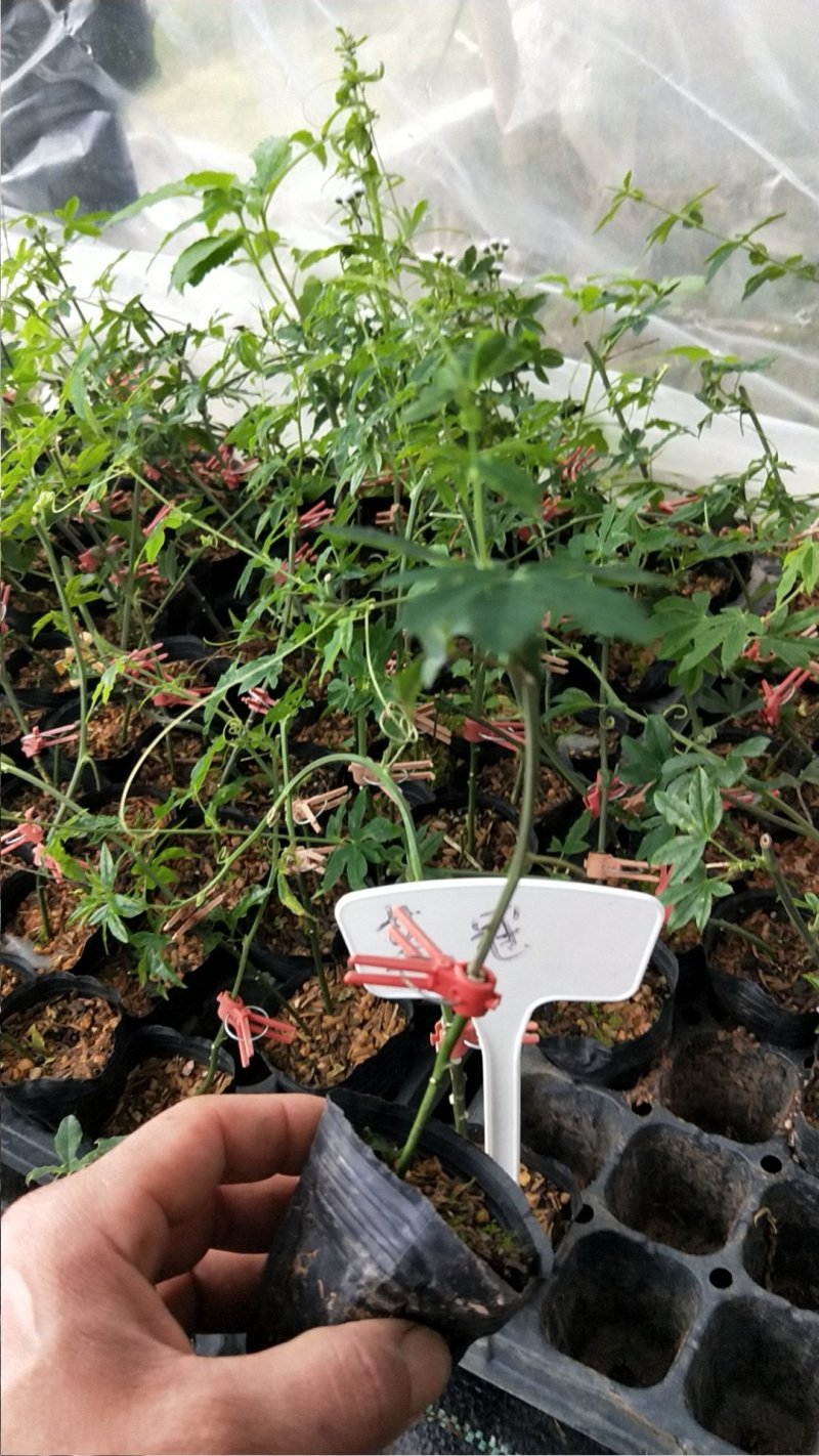 蓝冠百香果苗百香果苗木瓜百香果苗一年苗包邮
