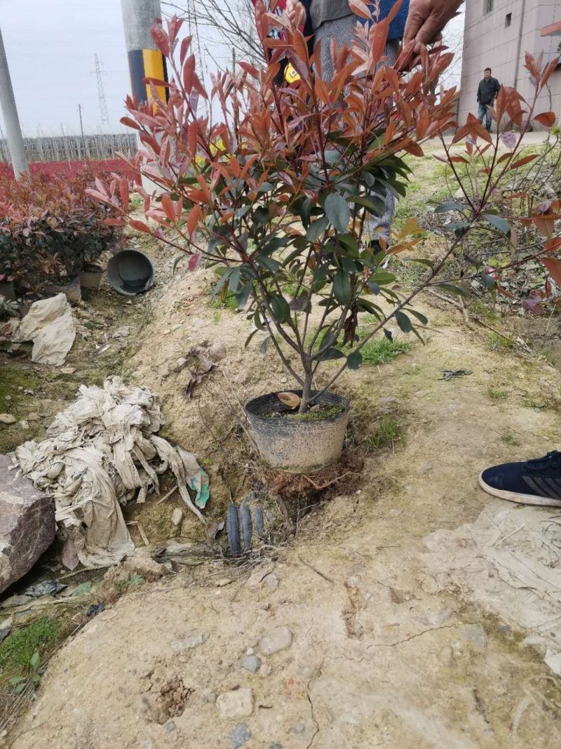精品红叶石楠大桶大量出售