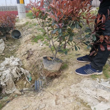 精品红叶石楠大桶大量出售