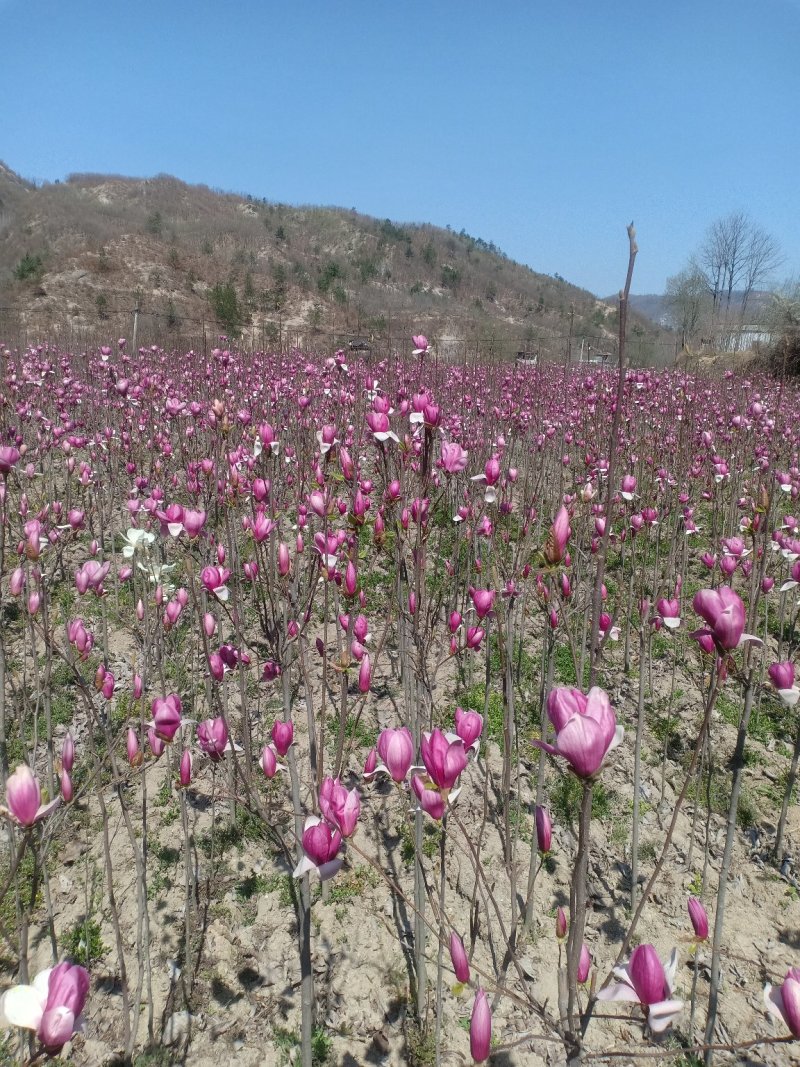 红玉兰，娇红一号，基地苗子，一手货
