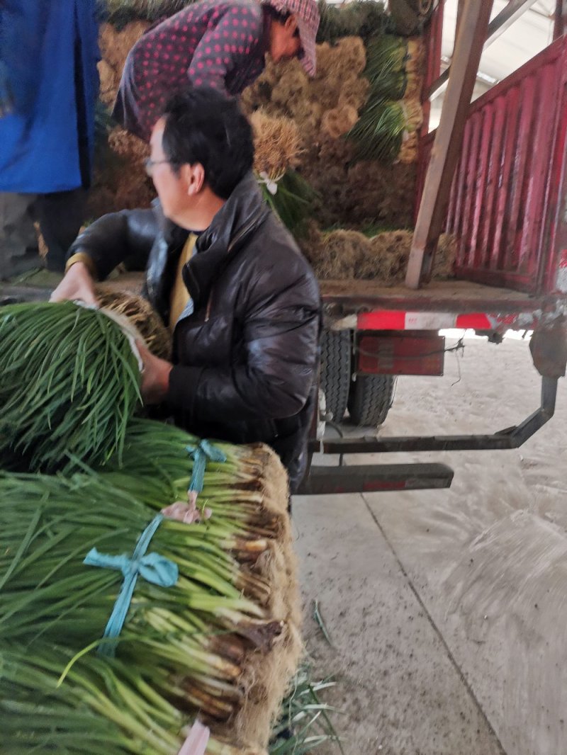 〔精品小米葱〕精品小香葱基地直发可供各类市场电商加工厂