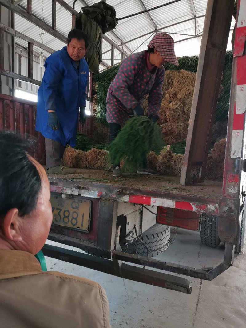 〔精品小米葱〕精品小香葱基地直发可供各类市场电商加工厂