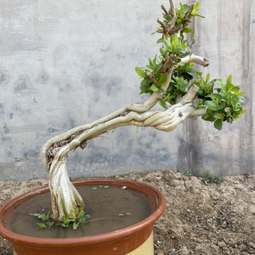 金银花树桩，