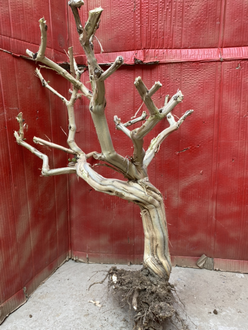 金银花树桩，