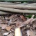 桂皮