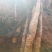 云南糯米山药苗，充分利用生种培育，其特点抗病力强，产量高