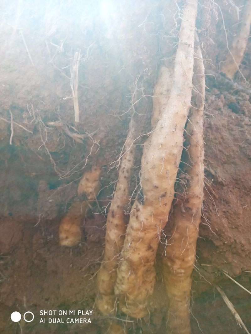 云南糯米山药苗，充分利用生种培育，其特点抗病力强，产量高