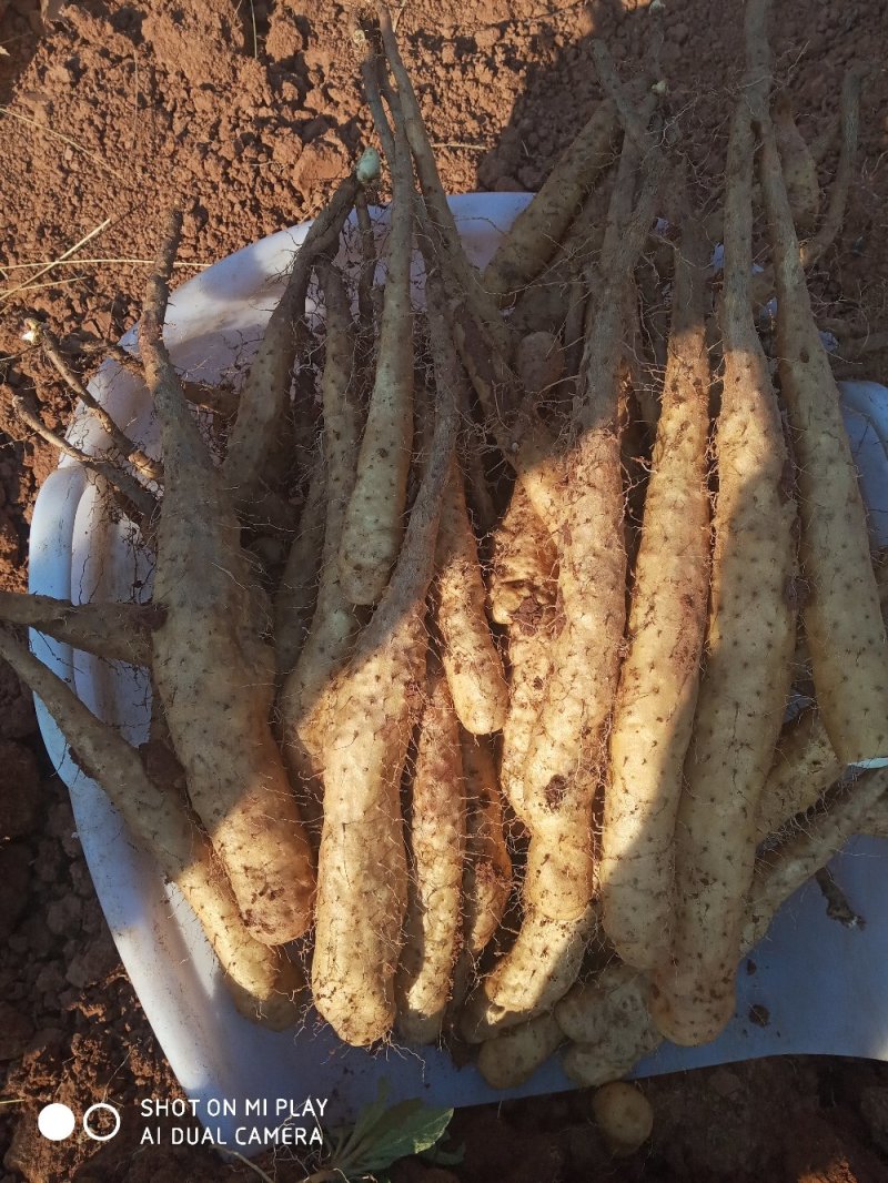 云南糯米山药苗，充分利用生种培育，其特点抗病力强，产量高