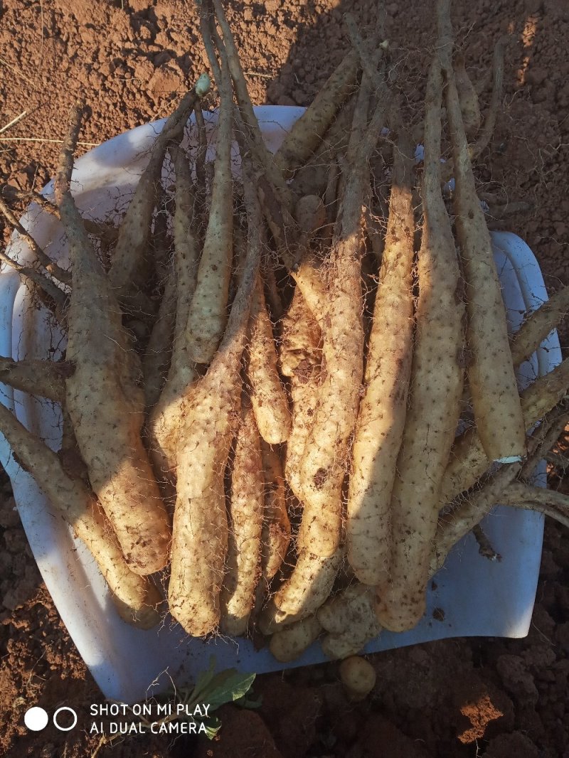 云南糯米山药苗，充分利用生种培育，其特点抗病力强，产量高