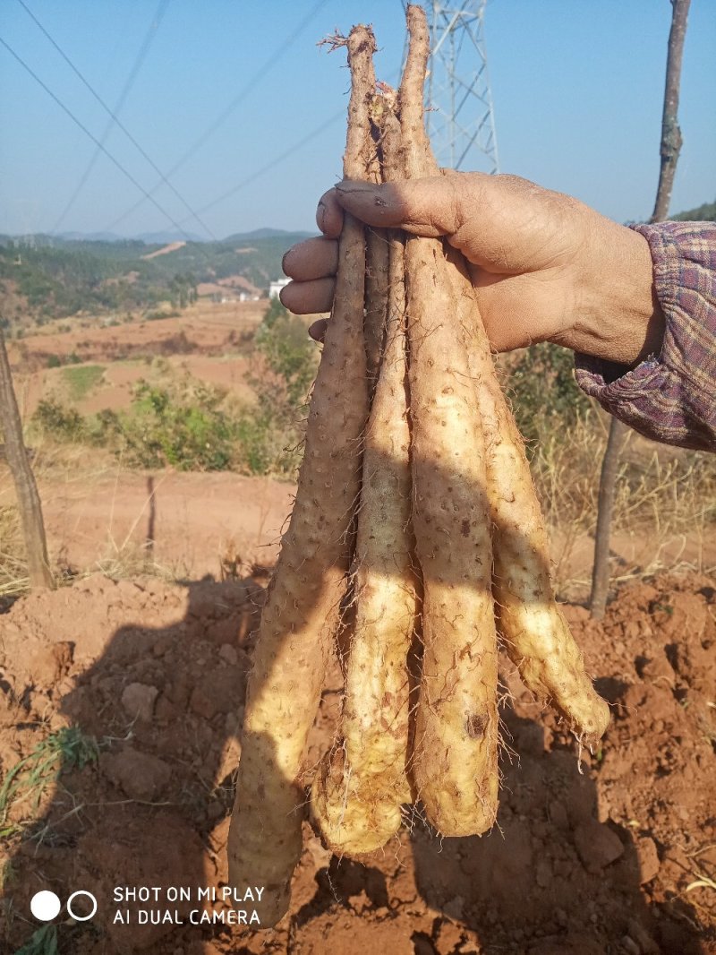 云南糯米山药苗，充分利用生种培育，其特点抗病力强，产量高