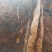 云南糯米山药苗，充分利用生种培育，其特点抗病力强，产量高