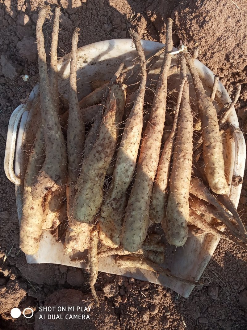 云南糯米山药苗，充分利用生种培育，其特点抗病力强，产量高