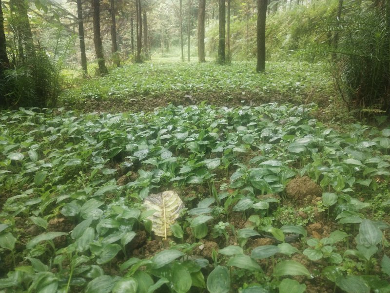 四川基地供货，多花不倒苗黄精一年苗