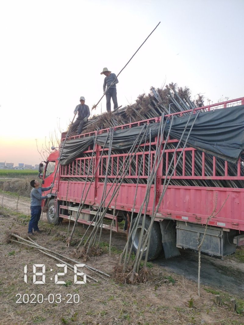 3公分的栾树（黄山栾）栾树苗南栾大量，支持线上保障交易