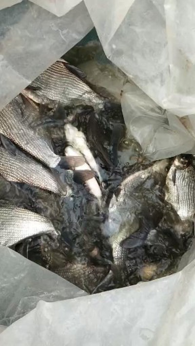 【渔场直发】安徽鳊鱼苗品种多成活高长势快包技术包成活