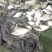 【渔场直发】安徽鳊鱼苗品种多成活高长势快包技术包成活