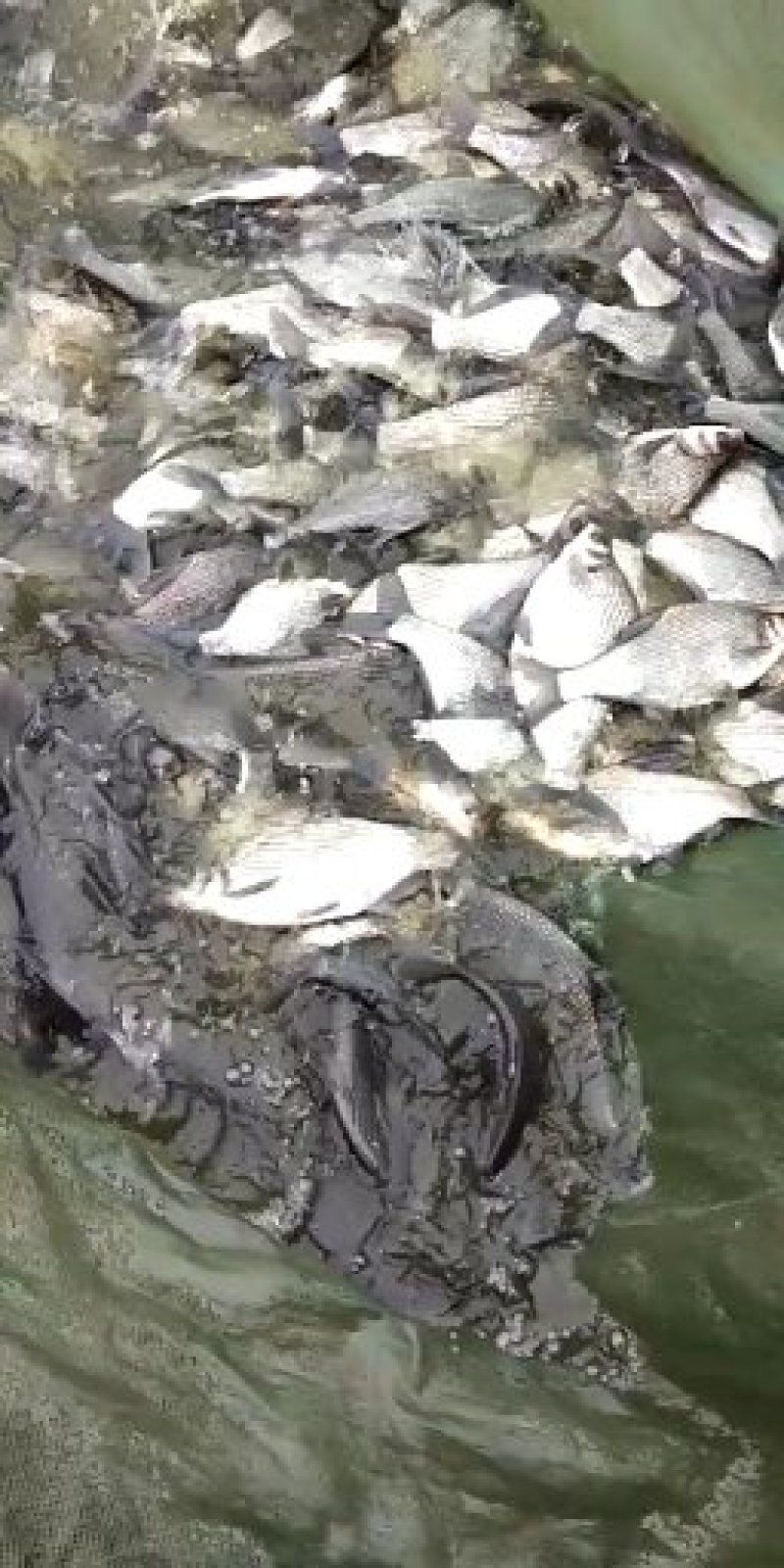 【渔场直发】安徽鳊鱼苗品种多成活高长势快包技术包成活