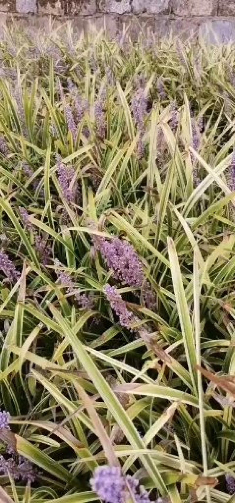 德国鸢尾德国鸢尾花卉盆景
