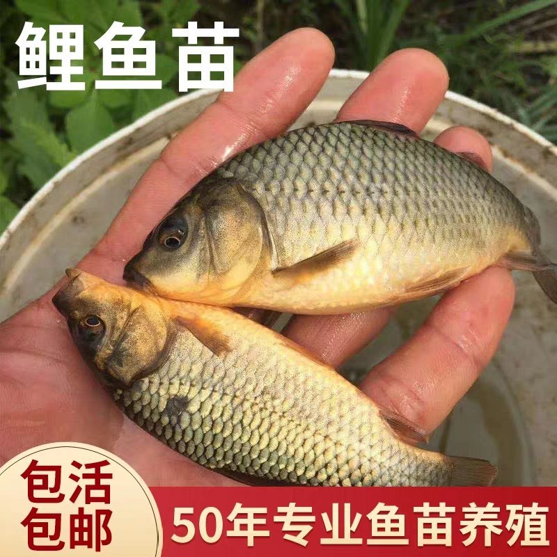 鲤鱼苗，特色养殖鲤鱼苗，大量出售了，欢迎订购