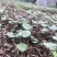 种植基地四川，华重楼1年苗，买一送一