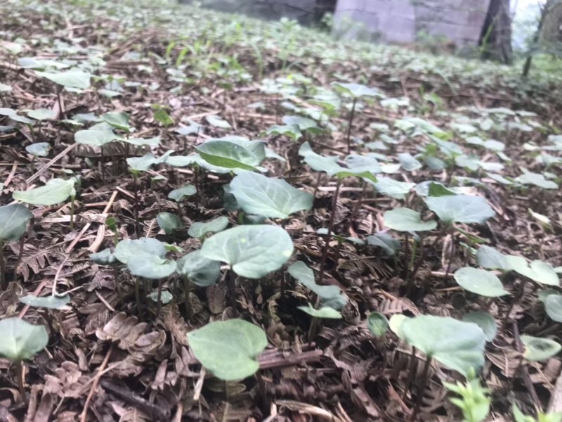 种植基地四川，华重楼1年苗，买一送一