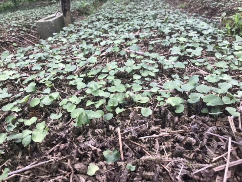 种植基地四川，华重楼1年苗，买一送一