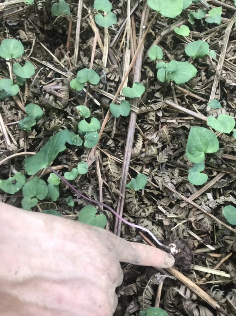种植基地四川，华重楼1年苗，买一送一
