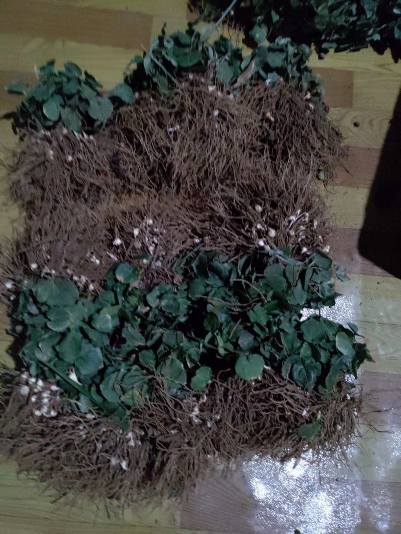 种植基地四川，华重楼1年苗，买一送一