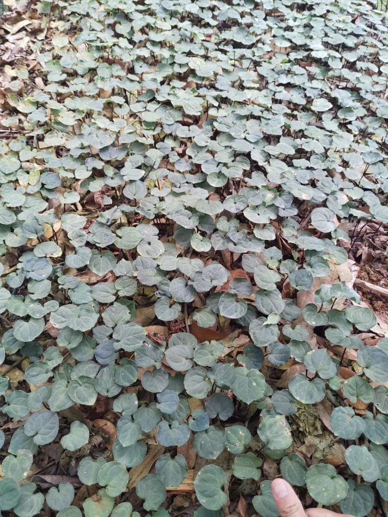 种植基地四川，华重楼1年苗，买一送一