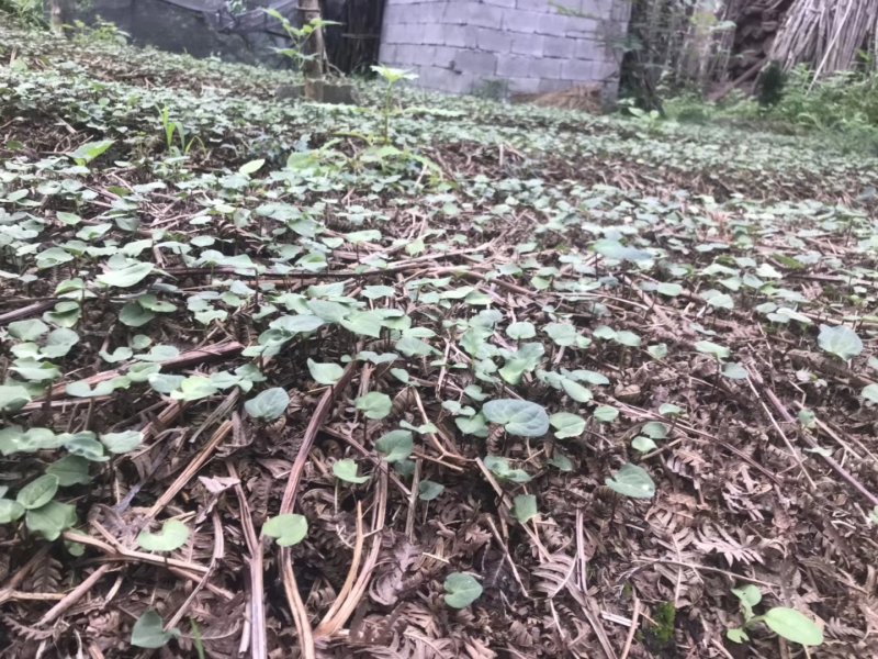 种植基地四川，华重楼1年苗，买一送一