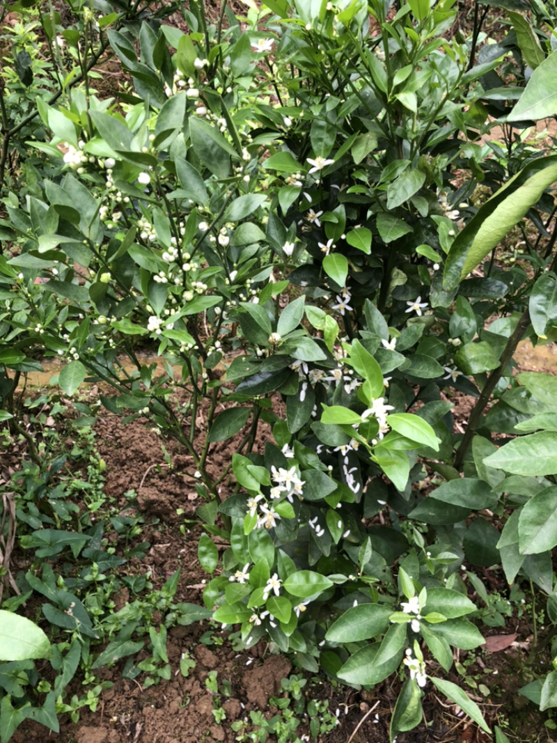柑桔苗茂谷柑苗晚熟品种果大产量高