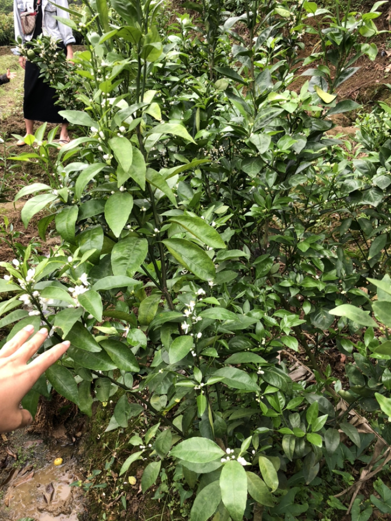 柑桔苗茂谷柑苗晚熟品种果大产量高
