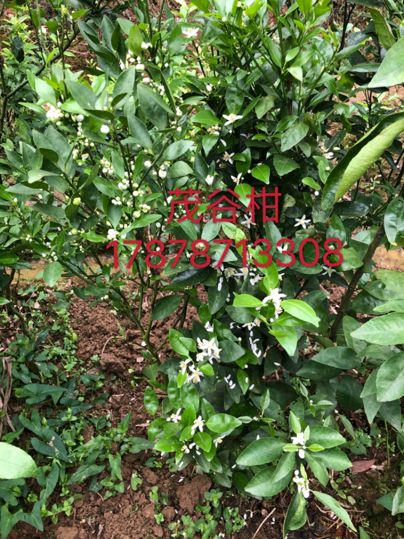 柑桔苗茂谷柑苗晚熟品种果大产量高