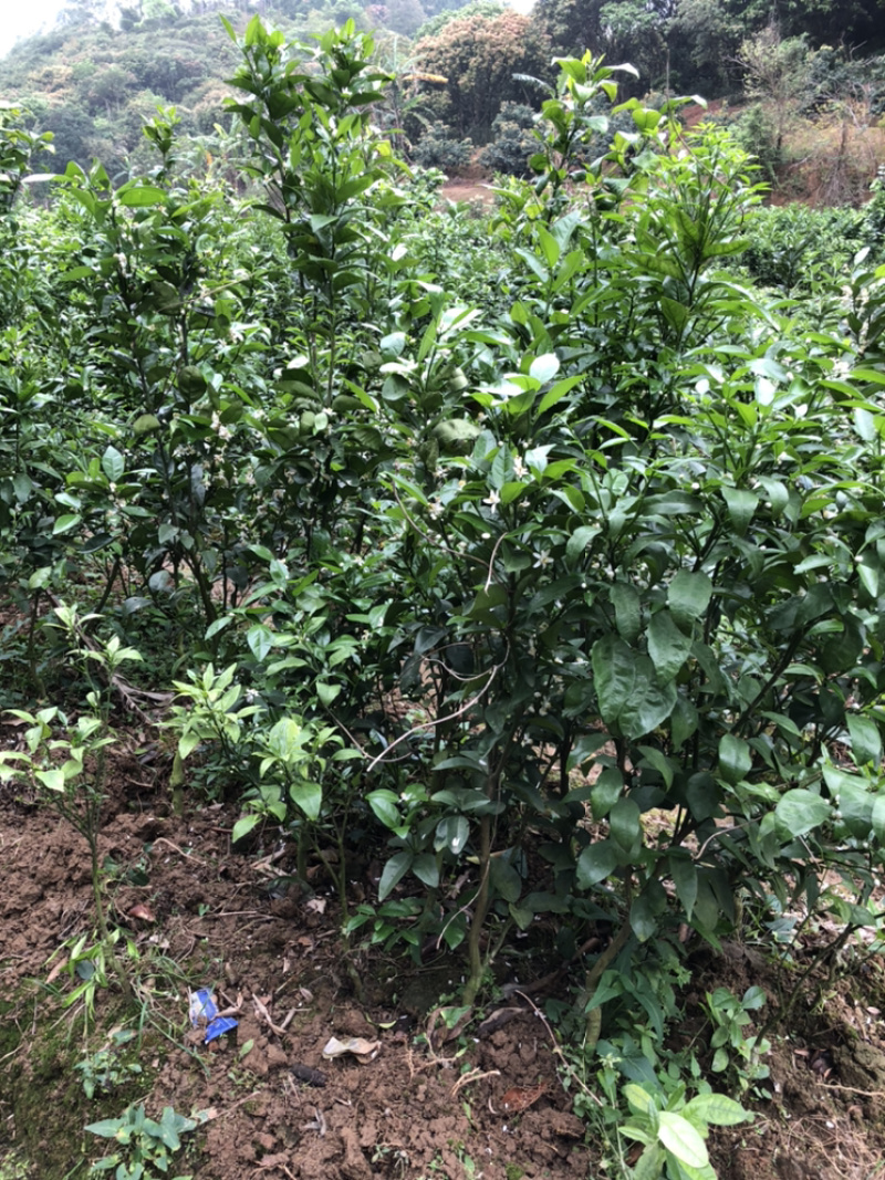 柑桔苗茂谷柑苗晚熟品种果大产量高