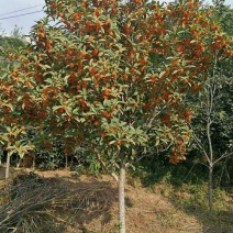 桂花盆栽树苗带花植物庭院室内四季金桂丹桂沉香桂浓香型