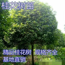 桂花盆栽树苗带花植物庭院室内四季金桂丹桂沉香桂浓香型