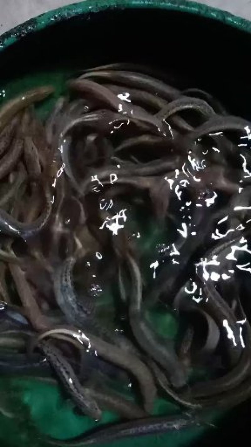 泥鳅苗，各种规格泥鳅苗，提供养殖技术。量大可以免费送货。