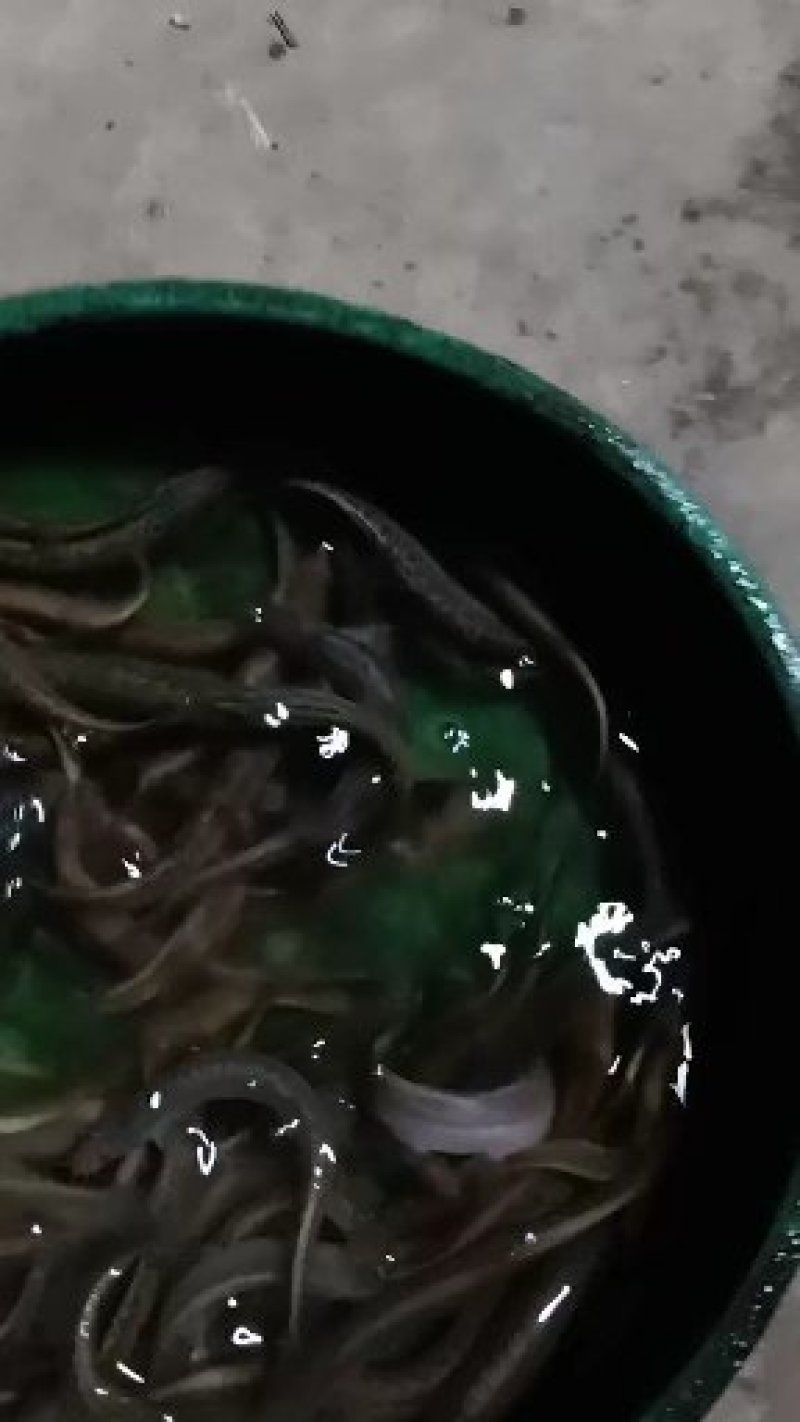 泥鳅苗，各种规格泥鳅苗，提供养殖技术。量大可以免费送货。