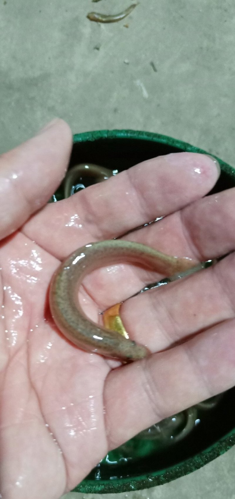 泥鳅苗，各种规格泥鳅苗，提供养殖技术。量大可以免费送货。