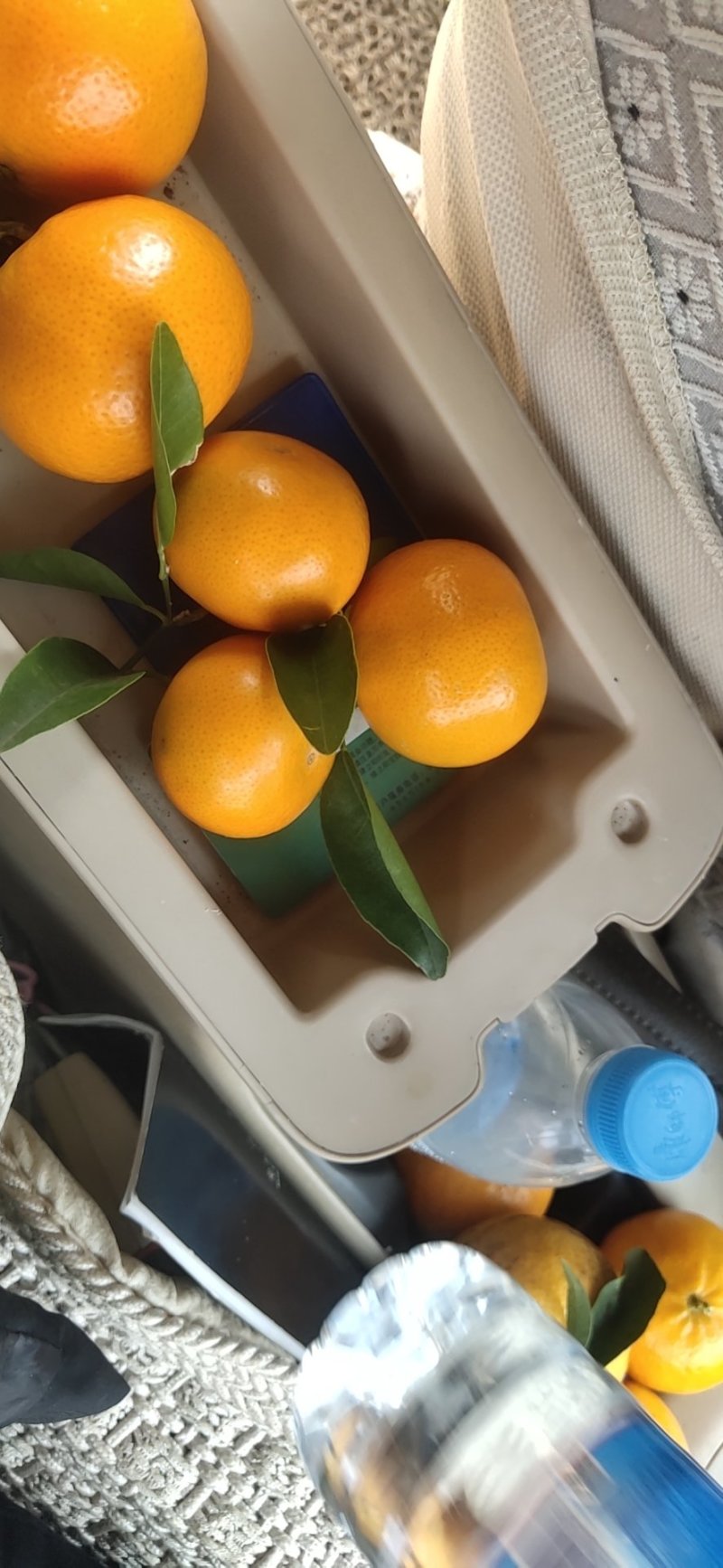 默科特