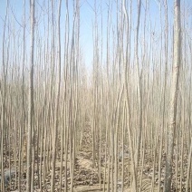 107速生杨