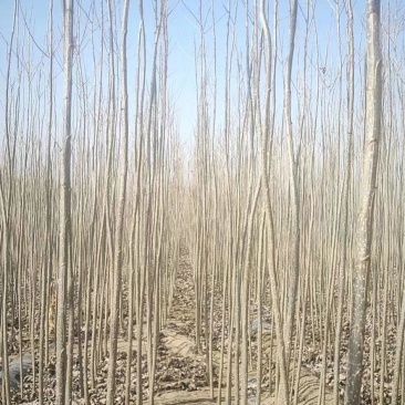 107速生杨