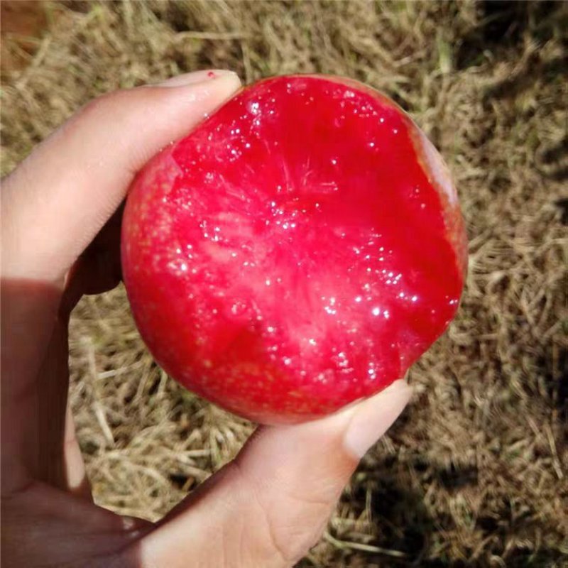 澳洲红肉冰糖李苗，无核无核，新品种甜度高，推荐明年结果苗