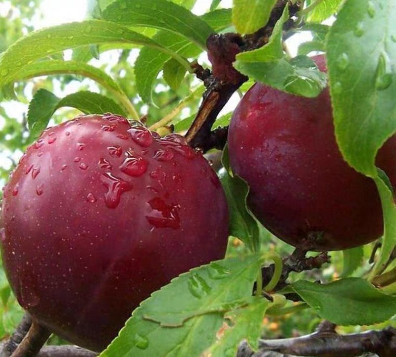 澳洲红肉冰糖李苗，无核无核，新品种甜度高，推荐明年结果苗