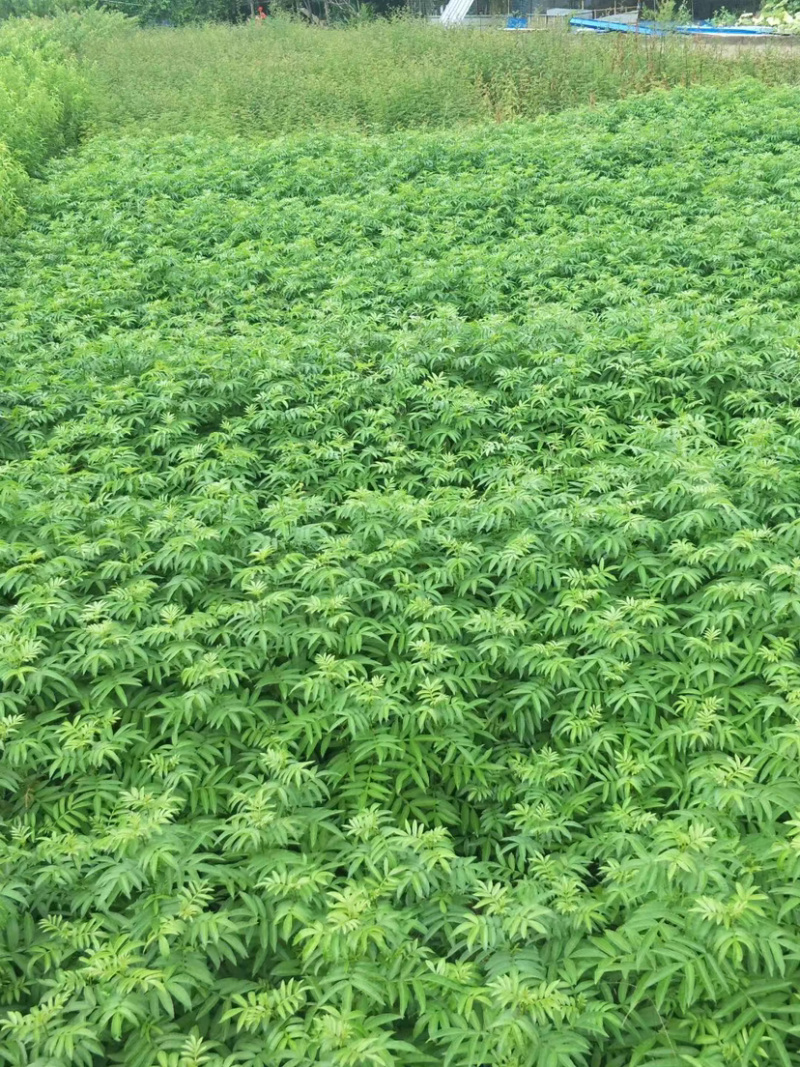 九叶青花椒苗抗病虫强寿命长，产量高。